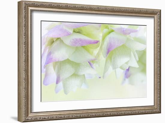 Ornamental Oregano IV-Kathy Mahan-Framed Photographic Print