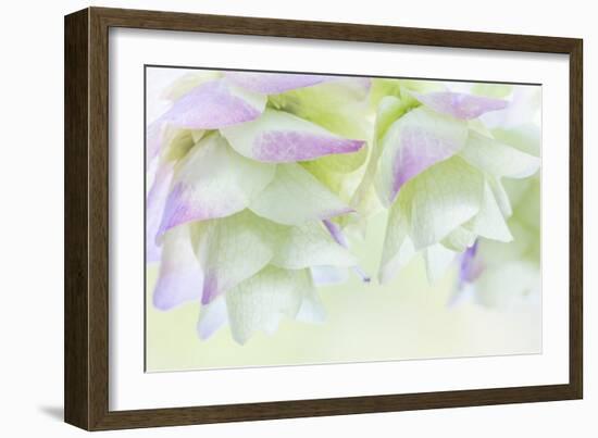 Ornamental Oregano IV-Kathy Mahan-Framed Photographic Print