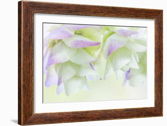 Ornamental Oregano IV-Kathy Mahan-Framed Photographic Print