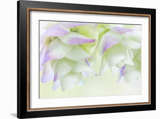 Ornamental Oregano IV-Kathy Mahan-Framed Photographic Print