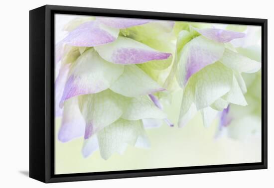 Ornamental Oregano IV-Kathy Mahan-Framed Premier Image Canvas