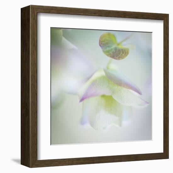 Ornamental Oregano-Don Paulson-Framed Giclee Print