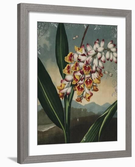 Ornamental - Picardy-Stephanie Monahan-Framed Giclee Print