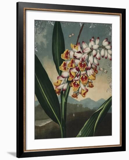 Ornamental - Picardy-Stephanie Monahan-Framed Giclee Print