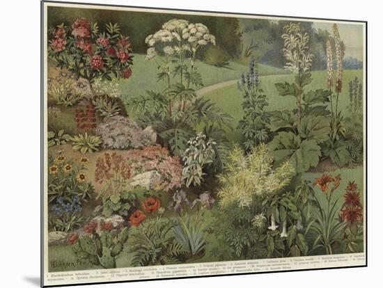 Ornamental Plants-null-Mounted Giclee Print