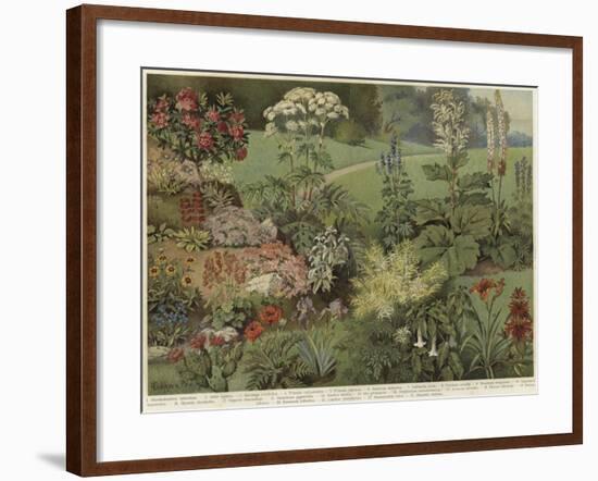 Ornamental Plants-null-Framed Giclee Print