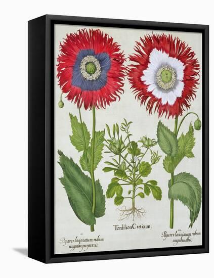 Ornamental Poppies, from the "Hortus Eystettensis" by Basil Besler, Pub. 1613-null-Framed Premier Image Canvas