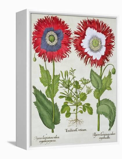 Ornamental Poppies, from the "Hortus Eystettensis" by Basil Besler, Pub. 1613-null-Framed Premier Image Canvas