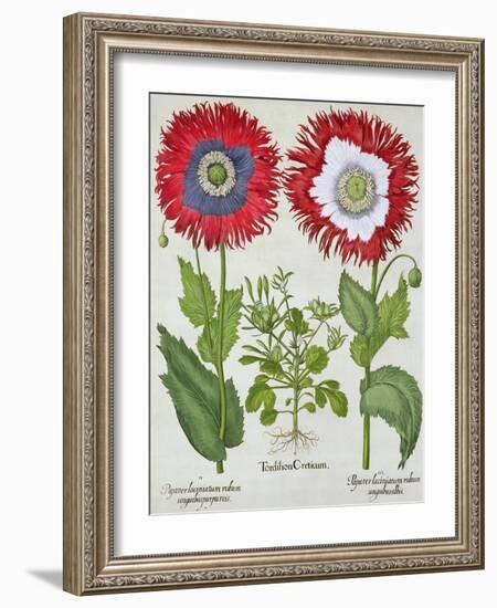 Ornamental Poppies, from the "Hortus Eystettensis" by Basil Besler, Pub. 1613-null-Framed Giclee Print