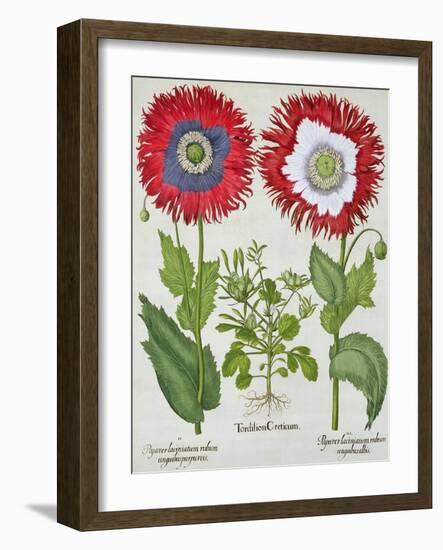 Ornamental Poppies, from the "Hortus Eystettensis" by Basil Besler, Pub. 1613-null-Framed Giclee Print