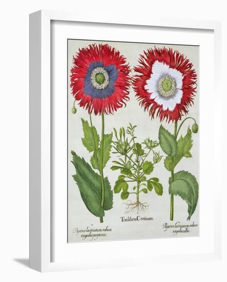 Ornamental Poppies, from the "Hortus Eystettensis" by Basil Besler, Pub. 1613-null-Framed Giclee Print
