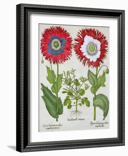 Ornamental Poppies, from the "Hortus Eystettensis" by Basil Besler, Pub. 1613-null-Framed Giclee Print