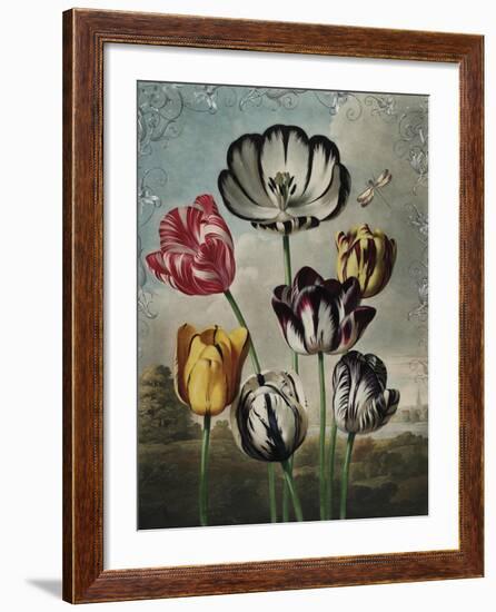 Ornamental - Thierry-Stephanie Monahan-Framed Giclee Print