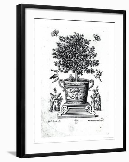 Ornamental Tree in an Urn on a Small Stage-Martin Engelbrecht-Framed Giclee Print