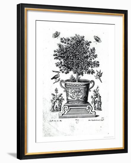 Ornamental Tree in an Urn on a Small Stage-Martin Engelbrecht-Framed Giclee Print