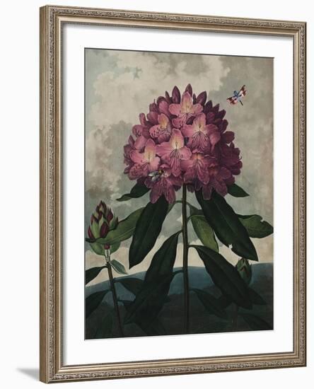 Ornamental - Vincennes-Stephanie Monahan-Framed Giclee Print