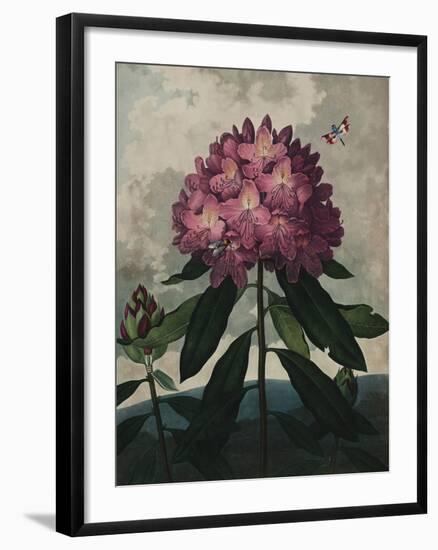 Ornamental - Vincennes-Stephanie Monahan-Framed Giclee Print