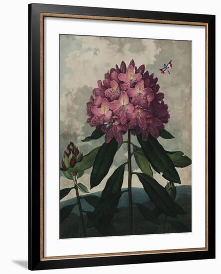 Ornamental - Vincennes-Stephanie Monahan-Framed Giclee Print