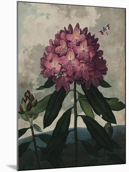 Ornamental - Vincennes-Stephanie Monahan-Mounted Giclee Print