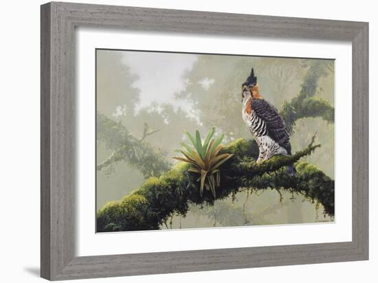 Ornate Hawk - Eagle-Harro Maass-Framed Giclee Print