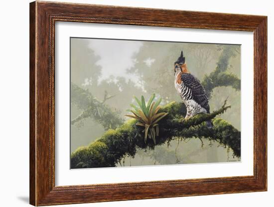 Ornate Hawk - Eagle-Harro Maass-Framed Giclee Print