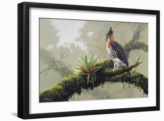 Ornate Hawk - Eagle-Harro Maass-Framed Giclee Print