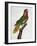 Ornate Lorikeet (Trichoglossus Ornatus)-null-Framed Giclee Print