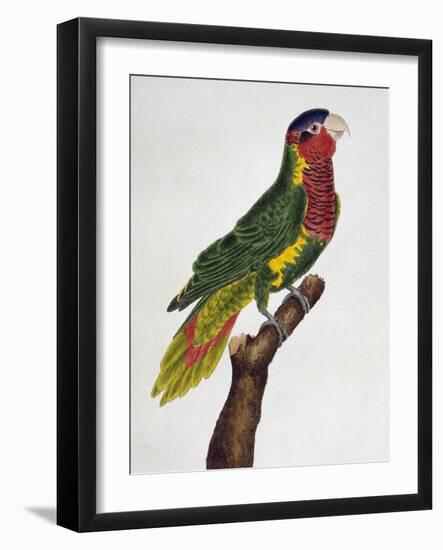 Ornate Lorikeet (Trichoglossus Ornatus)-null-Framed Giclee Print