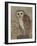 Ornate Owl II-Norman Wyatt Jr.-Framed Art Print