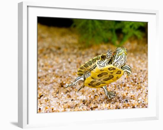 Ornate Red Ear Turtle, Chrysemys Scripta Elegans, Native to Southern Us-David Northcott-Framed Photographic Print