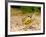 Ornate Red Ear Turtle, Chrysemys Scripta Elegans, Native to Southern Us-David Northcott-Framed Photographic Print