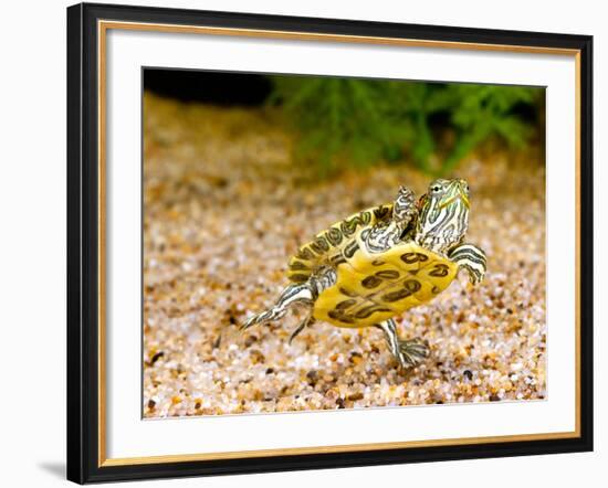 Ornate Red Ear Turtle, Chrysemys Scripta Elegans, Native to Southern Us-David Northcott-Framed Photographic Print