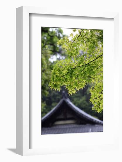 Ornately Designed Roof and Japanese Maple Leaves at the Golden Temple, Kyoto, Japan-Paul Dymond-Framed Photographic Print