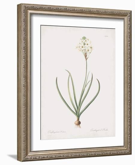 Ornithogalum Arabicum-Pierre Joseph Redoute-Framed Giclee Print