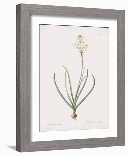 Ornithogalum Arabicum-Pierre Joseph Redoute-Framed Giclee Print