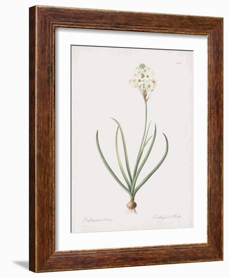 Ornithogalum Arabicum-Pierre Joseph Redoute-Framed Giclee Print