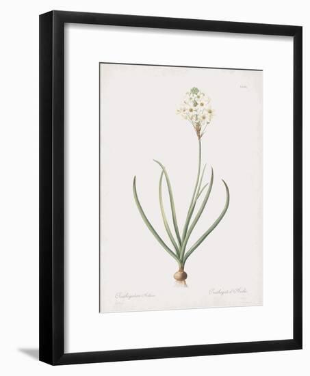 Ornithogalum Arabicum-Pierre Joseph Redoute-Framed Giclee Print