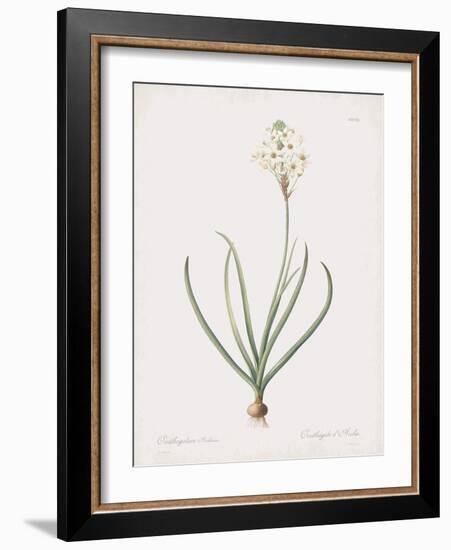 Ornithogalum Arabicum-Pierre Joseph Redoute-Framed Giclee Print