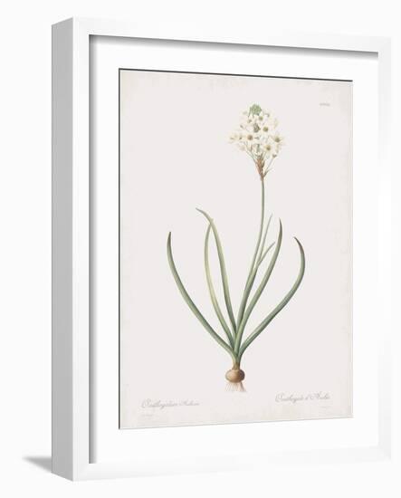 Ornithogalum Arabicum-Pierre Joseph Redoute-Framed Giclee Print