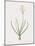 Ornithogalum Arabicum-Pierre Joseph Redoute-Mounted Giclee Print