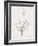 Ornithogalum Arabicum-Pierre Joseph Redoute-Framed Giclee Print