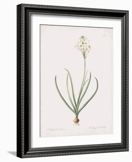 Ornithogalum Arabicum-Pierre Joseph Redoute-Framed Giclee Print