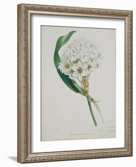 Ornithogalum Caudatum, the Star of Bethlehem-Samuel Holden-Framed Giclee Print