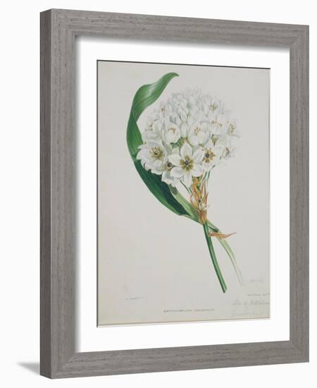 Ornithogalum Caudatum, the Star of Bethlehem-Samuel Holden-Framed Giclee Print