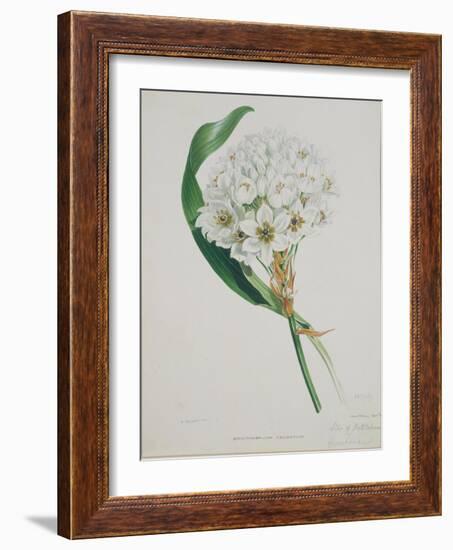 Ornithogalum Caudatum, the Star of Bethlehem-Samuel Holden-Framed Giclee Print