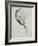 Ornithogalum Caudatum, the Star of Bethlehem-Samuel Holden-Framed Giclee Print