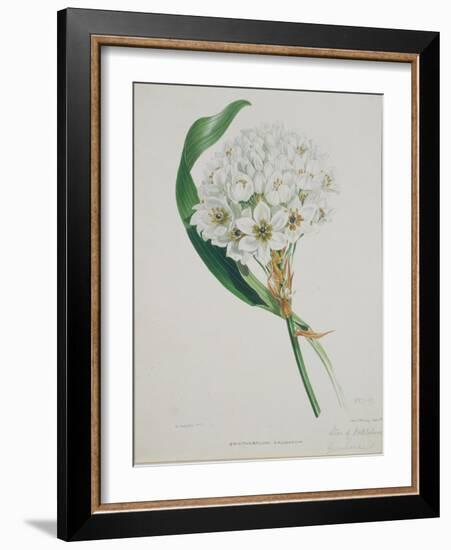 Ornithogalum Caudatum, the Star of Bethlehem-Samuel Holden-Framed Giclee Print