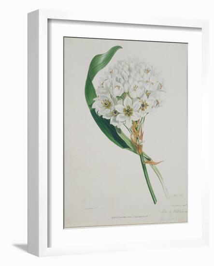 Ornithogalum Caudatum, the Star of Bethlehem-Samuel Holden-Framed Giclee Print