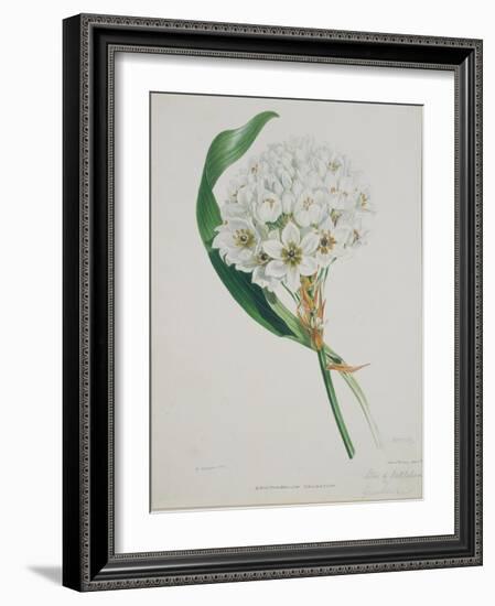 Ornithogalum Caudatum, the Star of Bethlehem-Samuel Holden-Framed Giclee Print