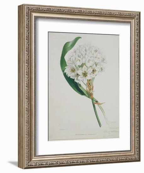 Ornithogalum Caudatum, the Star of Bethlehem-Samuel Holden-Framed Giclee Print